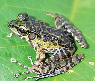 Description de l'image Ranidae (10.3897-zse.94.22120) Figure 8 (cropped).jpg.