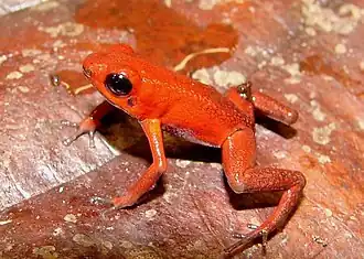 Description de l'image Ranitomeya opisthomelas.jpg.