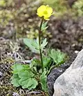 Ranunculus lapponicus au milieu de l'île de Spitzberg