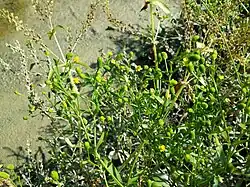 Renoncules scélérates.