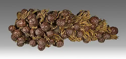 Raphia farinifera Balansa collection MHNT