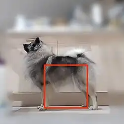 Rapport 1:1 du corps chez le spitz allemand