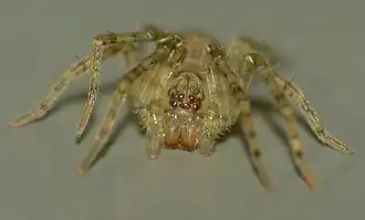 Description de l'image Rapua australis 1440235.jpg.