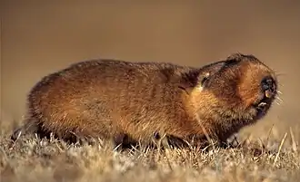 Description de l'image Rat taupe géant d'Éthiopie.jpg.