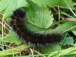 Chenille de Bombyx de la ronce sur du Fraisier