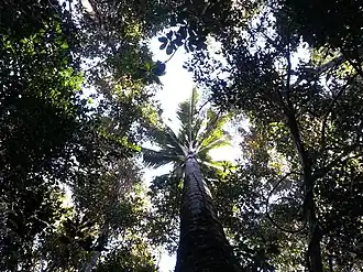 Description de l'image Ravenea robustior.jpg.