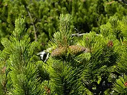 P. mugo subsp. mugo, feuillage et cônes, Raxalpe, Autriche.