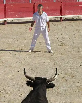Image illustrative de l’article Course camarguaise