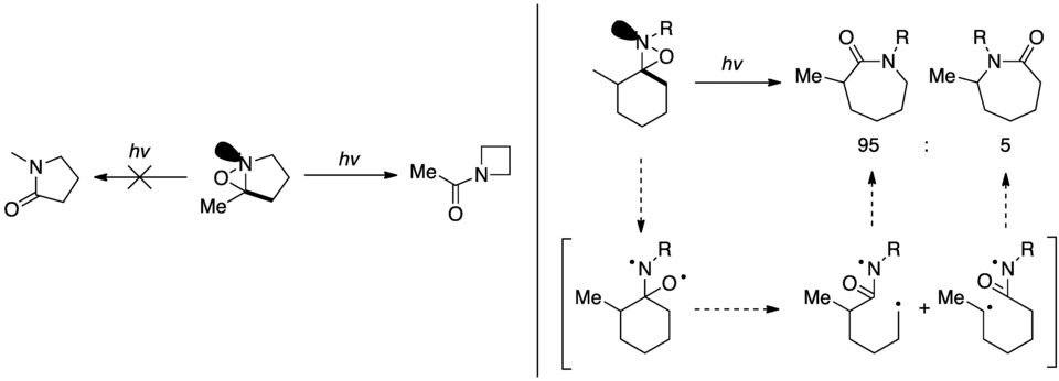 Sélectivité du réarrangement en fonction de l'orientation du doublet non liant de l'azote.