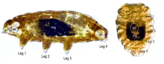 Description de l'image Rearrangement of organs and cells during anhydrobiotic tun formation in Richtersius coronifer edited.png.