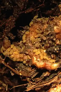 Larves de phylloxéra vivant sur des racines.