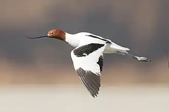 Avocette d'Australie