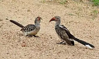 Couple (femelle à gauche).