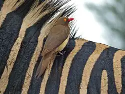 Sur le dos d'un zèbre