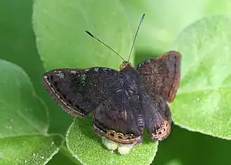 Description de cette image, également commentée ci-après