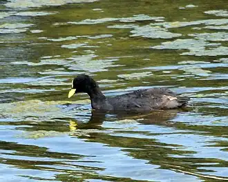Description de l'image Red-gartered-coot.jpg.