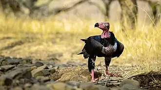Mâle au parc national de Ranthambore.