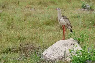 Cariama sur une termitière (Mato Grosso, Brésil)
