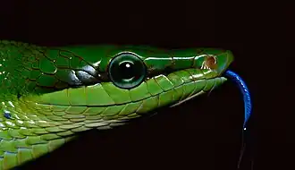 Gonyosoma oxycephalum et sa langue bleue.