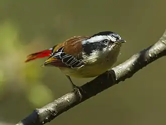 Description de cette image, également commentée ci-après