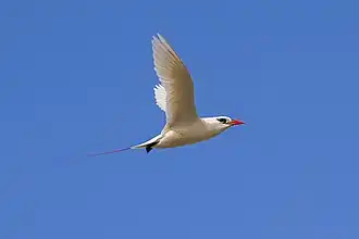 Phaéton à brins rouges