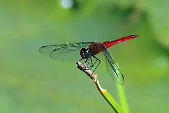 Description de l'image Red-tailed pennant (Brachymesia furcata) male Tobago.JPG.