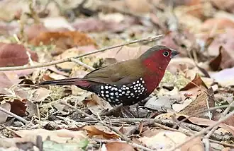 Description de cette image, également commentée ci-après