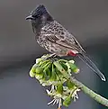 Photographie d'un oiseau aux plumes marrons et à la tête noire perché sur une plante aux fleurs blanches