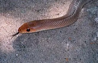 Description de l'image Red Beaked Snake (Rhamphiophis rubropunctatus) (14121165692).jpg.