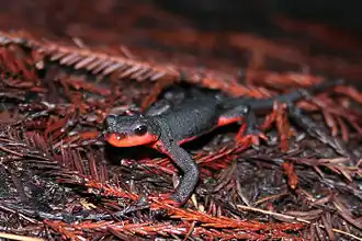 Description de l'image Red Bellied Newt (Taricha rivularis).jpg.