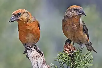 Bec-croisé des sapins dans la forêt nationale de Deschutes.