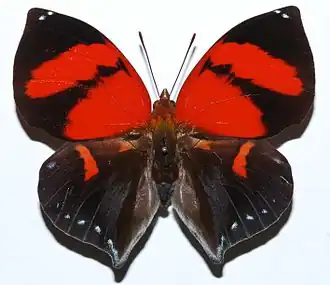 Description de cette image, également commentée ci-après