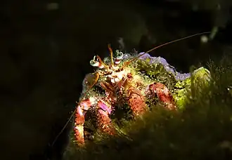 Dardanus sp. au large d'Iż-Żurrieq (Malte).