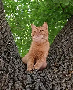 Image d'un chat roux dans un arbre