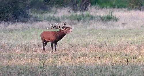 Cerf élaphe européen, France