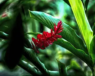 Description de l'image Red ginger (Alpinia purpurata) in the Water Gardens of Vaipahi on Tahiti.jpg.