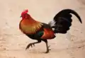 Coq Gallus gallus