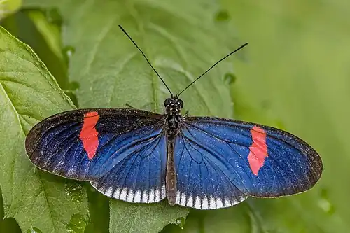 Heliconius erato cyrbia (Îles Cook)