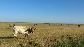 Image illustrative de l’article Mertolenga