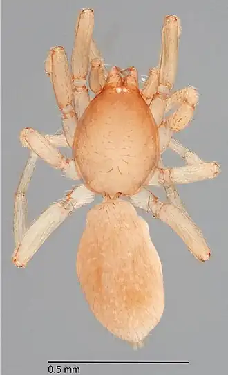 Description de l'image Reductoonops berun (10.3897-evolsyst.1.14969) Figures 34, 35 (cropped).jpg.