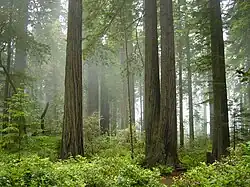 Parc national de Redwood.