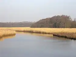 Les roselières de la Lymington.
