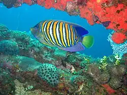 Photo d'un poisson aux couleurs multiples parmi des coraux de couleurs diverses