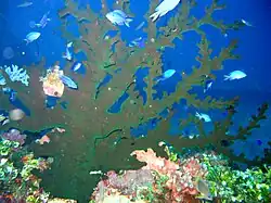 Tubastraea micranthus (polypes rétractés)