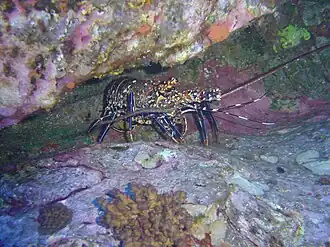 Panulirus pascuensis