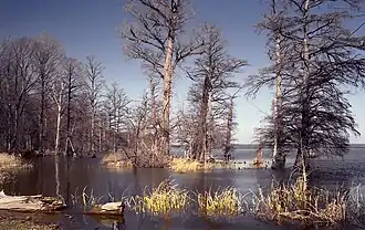 Image illustrative de l’article Lac Reelfoot