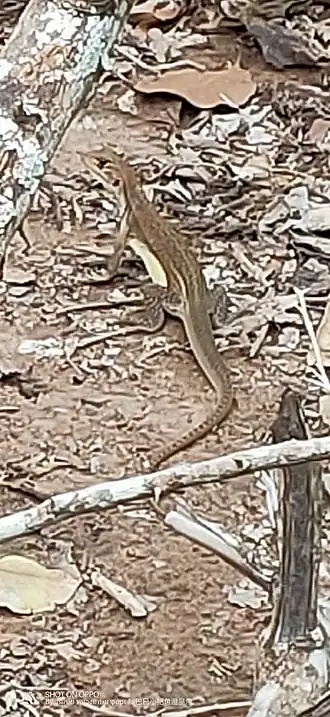 Description de l'image Reeves' Butterfly Lizard.jpg.