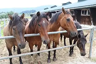 Photographie de trois chevaux vus de face montrant leurs têtes.