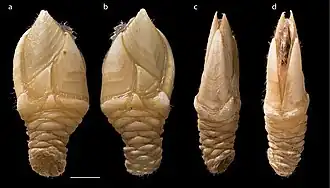 Regioscalpellum moluccanum