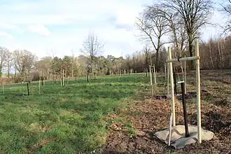 La première collection de tilleuls de France (63 taxons).